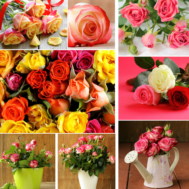 Conjunto de diferentes variedades hermosas flores rosas
 - Foto, Imagen