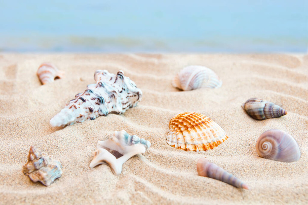 seashells on the beach - Fotoğraf, Görsel