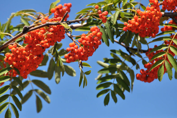 In nature, on a branch of rowan ordinary (Sorbus aucuparia) ripen berries - Photo, Image