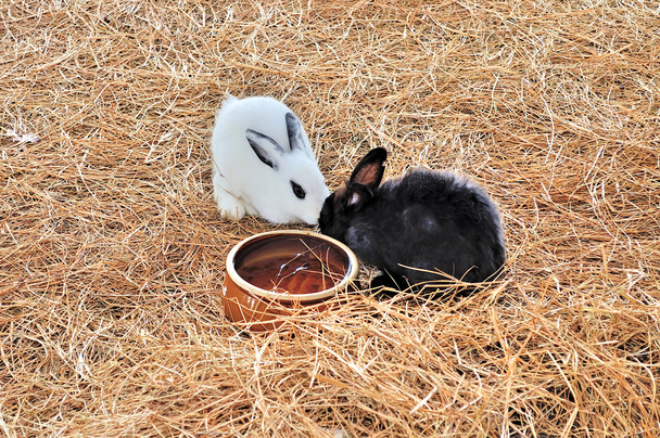 Fluffy rabbits feeding near bowl of water - Photo, Image