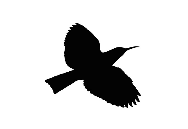 Pájaro La abubilla es fácilmente identificable por el plumaje rojo-marrón con una larga cresta negra que puede enderezar
. - Vector, Imagen