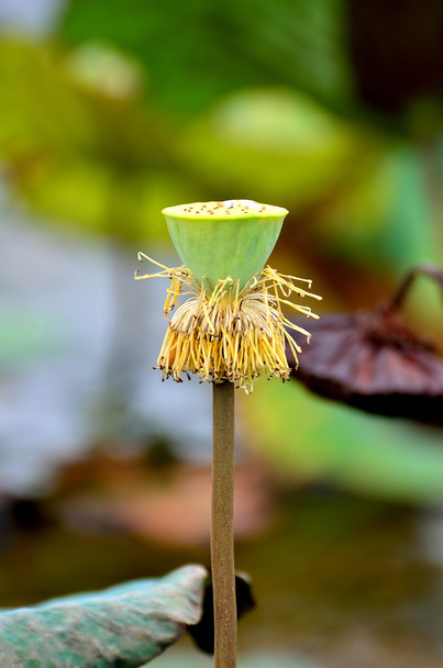 Квітка лотоса суха
 - Фото, зображення