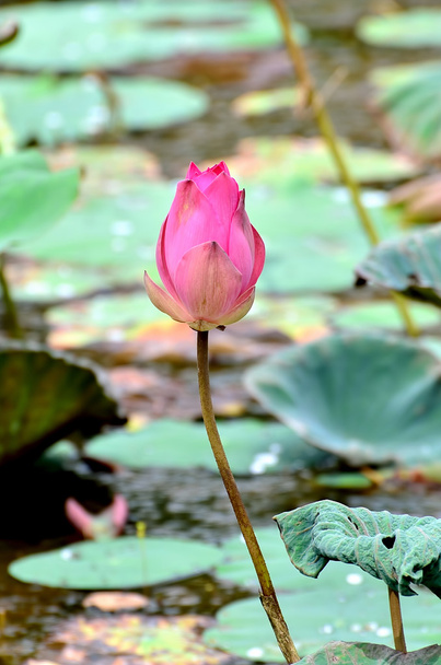 Rosafarbene Lotusblüten - Foto, Bild