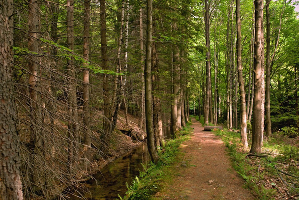 Calm forest path - Zdjęcie, obraz