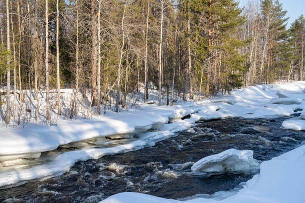 Ένα ποτάμι που τρέχει σε χιονισμένο έδαφος μέσα από ένα δάσος από έλατα μια ηλιόλουστη χειμωνιάτικη μέρα. - Φωτογραφία, εικόνα