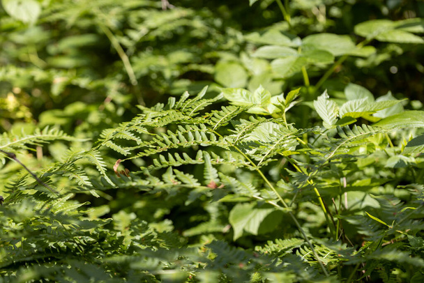 Fern leaves in the summer forest. Close-up view. - Foto, imagen