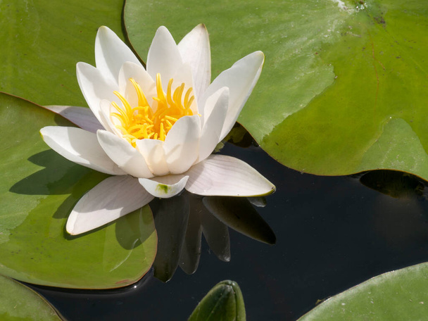 White water lilies blossom with leaves, Close up - Фото, изображение