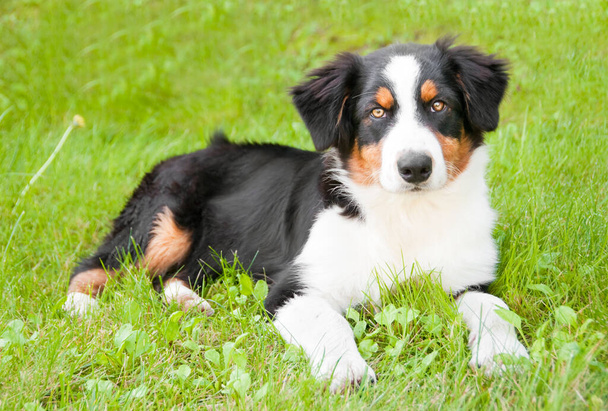 portrait of a cute dog outdoor - Fotó, kép