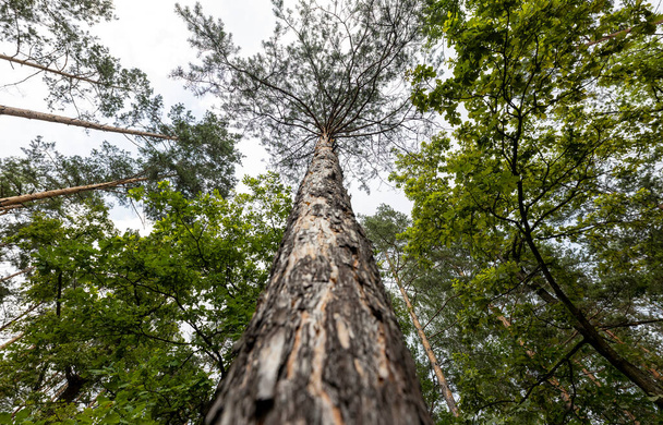Wysokie korony drzew w lesie na tle nieba - Zdjęcie, obraz