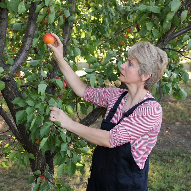 Agriculture, female farmer in apricot orchard - Fotoğraf, Görsel