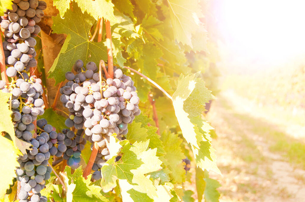red wine grapes on the vine - Photo, Image