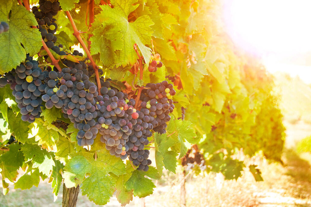 red wine grapes in vineyard - Photo, Image
