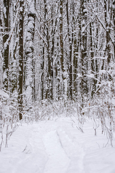 Winter snow-covered trees background - Valokuva, kuva