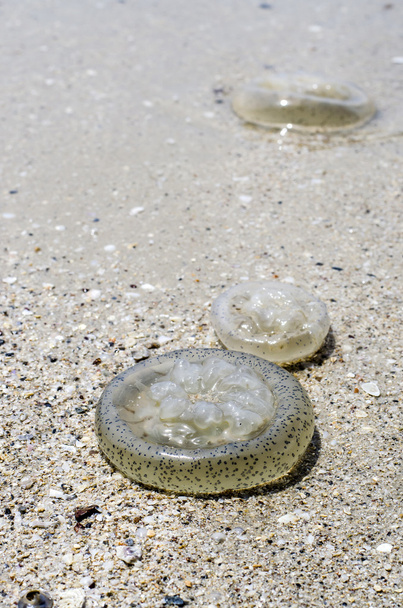 méduses sur la plage - Photo, image