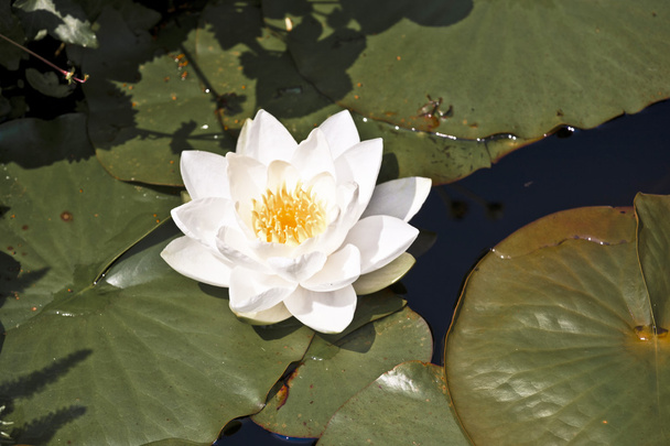 Белый лотос водяной лилии в озере
 - Фото, изображение