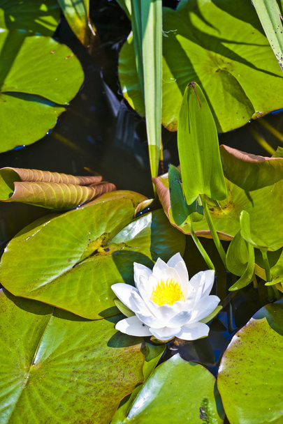 White lotus water lily in lake - Foto, afbeelding
