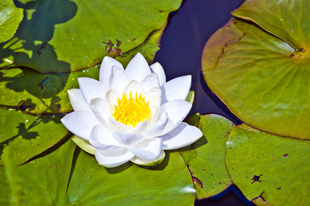 Белый лотос водяной лилии в озере
 - Фото, изображение