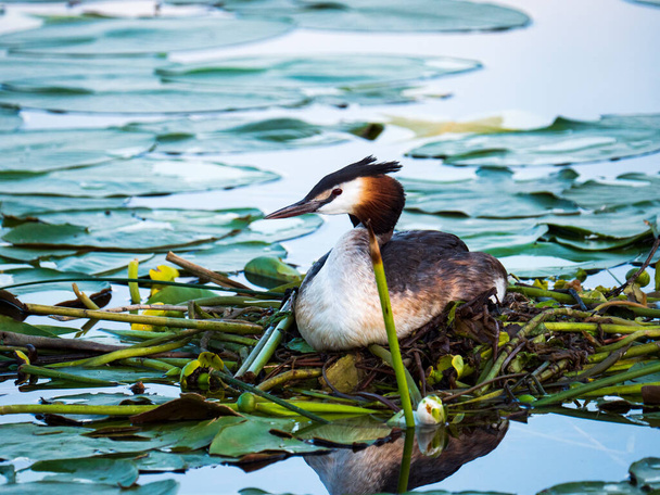 Breeding crested grebe in the nest on the lake - Photo, Image