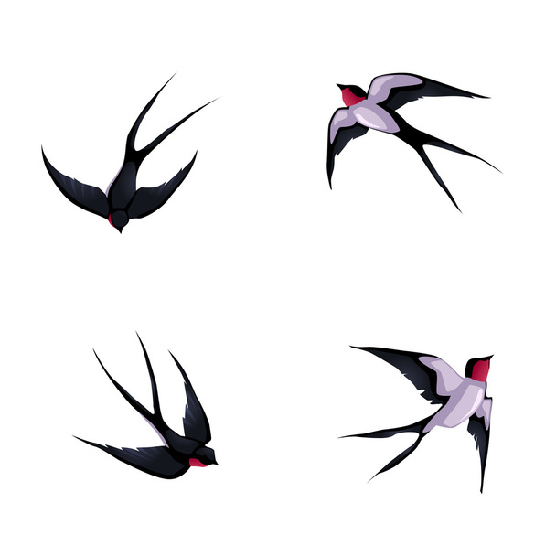 Four swallows. - Vector, Image