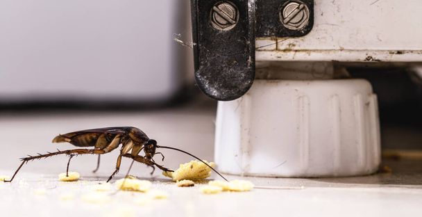 cucaracha comiendo migajas de comida en el suelo de una cocina sucia, problema de insectos en el interior, plagas o infestaciones - Foto, Imagen