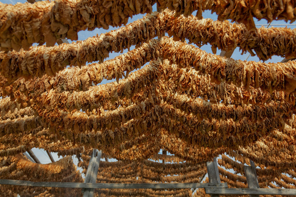 Tobacco leaves tied in rope - Photo, Image
