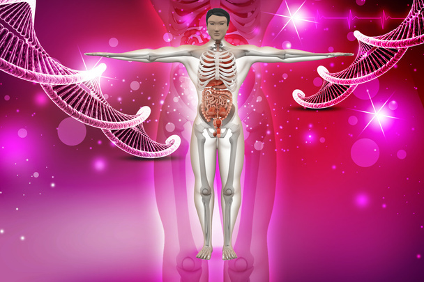 Anatomie humaine avec ADN
 - Photo, image