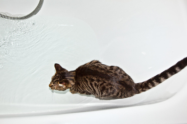Gato está viendo el aumento de agua en el tubo de baño
 - Foto, imagen