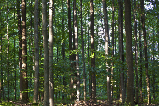 Stämme im grünen Wald - Foto, Bild