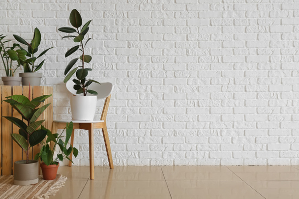 Belle piante d'appartamento e sedia vicino muro di mattoni bianchi - Foto, immagini