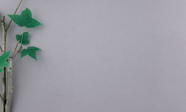 Minimalism, green plant stem flat lay on neutral grey abstract background. - Фото, изображение