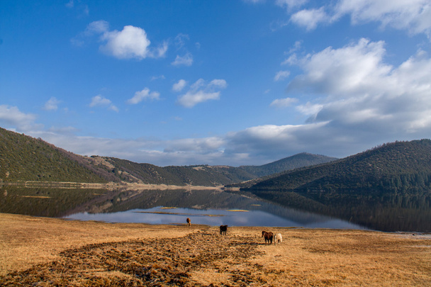 Caballos vagando libres en el lago Shudu en Shangri-la
 - Foto, Imagen