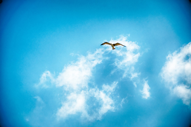 фон неба и птицы
 - Фото, изображение