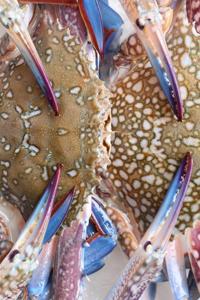 die Krabbe - Foto, Bild