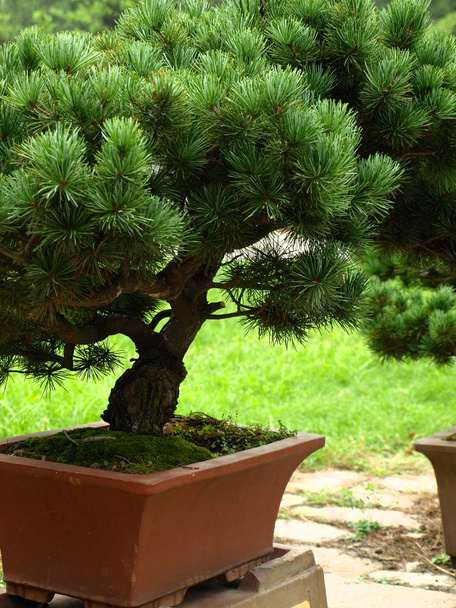 Bonsai tree (Chines Botanic Garden) - 写真・画像