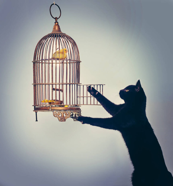 Ici Birdy, Birdy, Birdy. Photo studio d'un chat noir essayant d'attraper un oiseau jaune dans sa cage. - Photo, image
