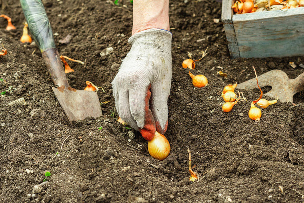 Giardinaggio sfondo concettuale. Le mani di una donna piantano piccole cipolle nel terreno. Primavera stagione di lavoro all'aperto in giardino domestico - Foto, immagini