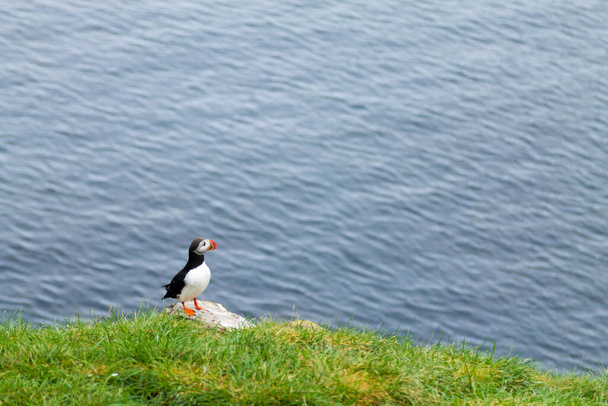 Puffin atlantycki z fiordu Borgarfjordur, wschodnia Islandia. Islandzka przyroda. Zwykła maskotka. Braterstwo arktyczne - Zdjęcie, obraz