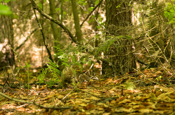 młody lis w lesie - Zdjęcie, obraz