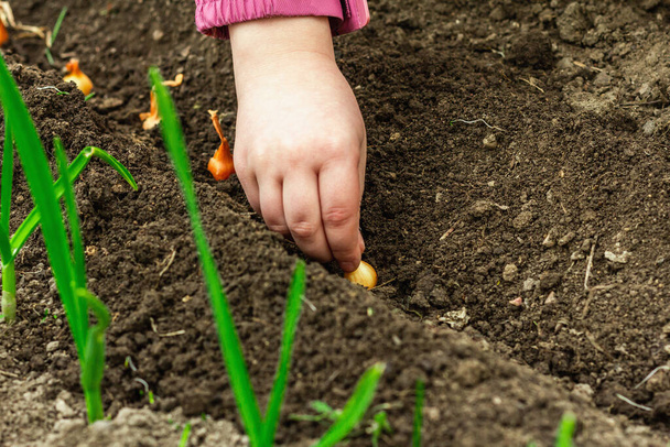 Gardening conceptual background. Children's hands planting little onions in to the soil. Spring season of outdoor work in domestic garden - Φωτογραφία, εικόνα