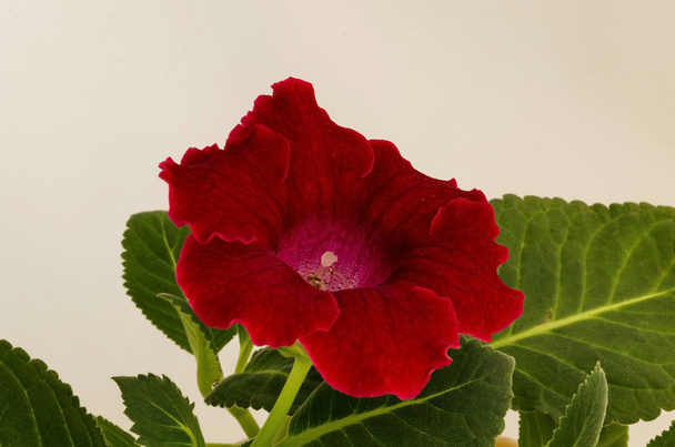 Gloxinie rouge, Sinningia speciosa fleur
 - Photo, image