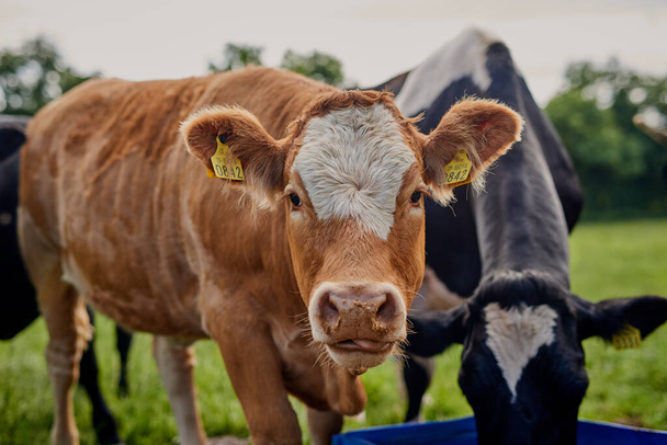 Jemy tylko najlepsze. Ujęcie stada bydła wypasanego w gospodarstwie mleczarskim. - Zdjęcie, obraz