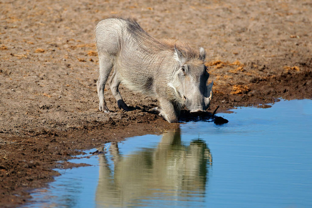 A warthog (Phacochoerus africanus) drinking at a waterhole, Etosha National Park, Namibia - Фото, изображение