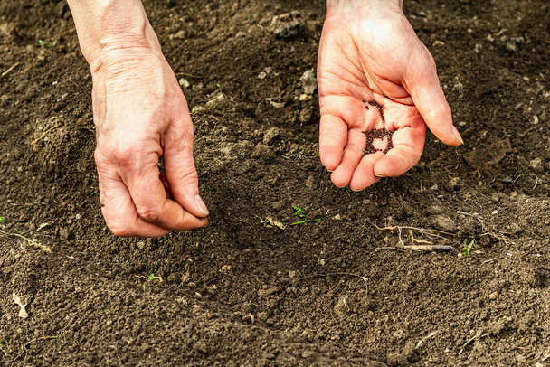 Fondo conceptual de jardinería. Las manos de la mujer plantando semillas de acedera en el suelo. Temporada primaveral de trabajo al aire libre en jardín doméstico - Foto, Imagen