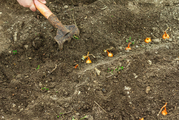 Kertészeti koncepcionális háttér. A gyerekek kezei kis hagymát ültetnek a talajba. Tavaszi szabadtéri munkaszezon a kertben - Fotó, kép