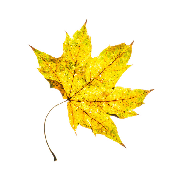 Ізольований жовтий осінній кленовий лист
 - Фото, зображення