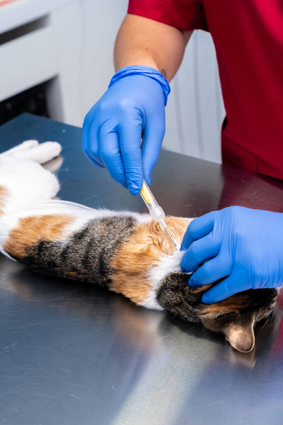 Veterinární sestra umístit domácí mikročip do krku kočky - Fotografie, Obrázek