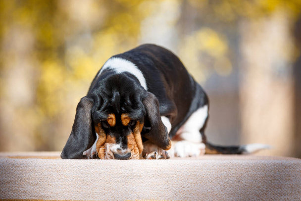 Roztomilý basset pes štěně s pádem na pozadí - Fotografie, Obrázek