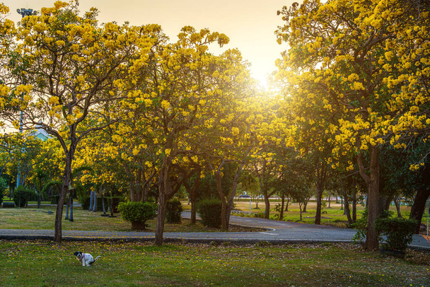 puppy poop on in the meadow with blooming Yellow trumpet tree or Tabebuia aurea roadside of the Yellow that are blooming with the park in spring day in the garden and sunset sky background in Thailand - Photo, image