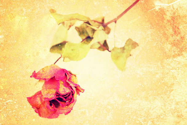 eine weisse Rose isoliert auf einem grungy Hintergrund. - Foto, Bild