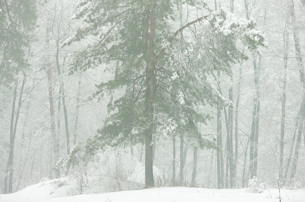 Zimowy las śnieżny rano we mgle - Zdjęcie, obraz